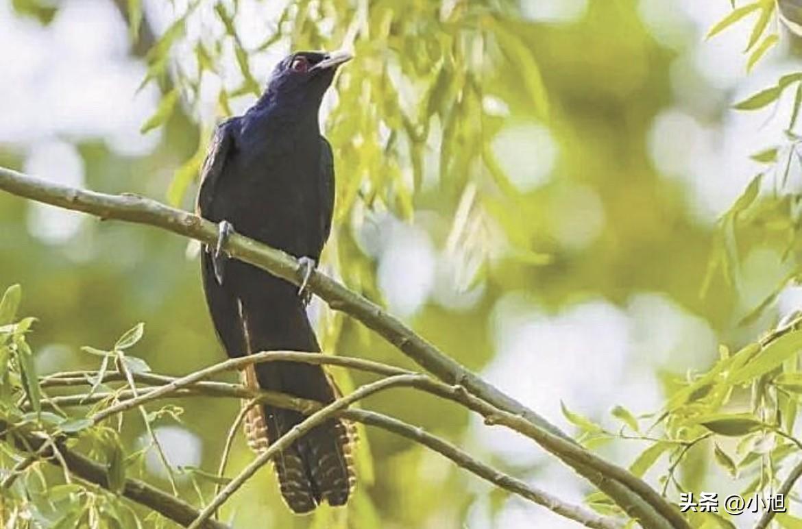 深圳宝安中学，一个高三学生写了封信，直接塞进了校长信箱。

信里写的是鸟，噪鹃，