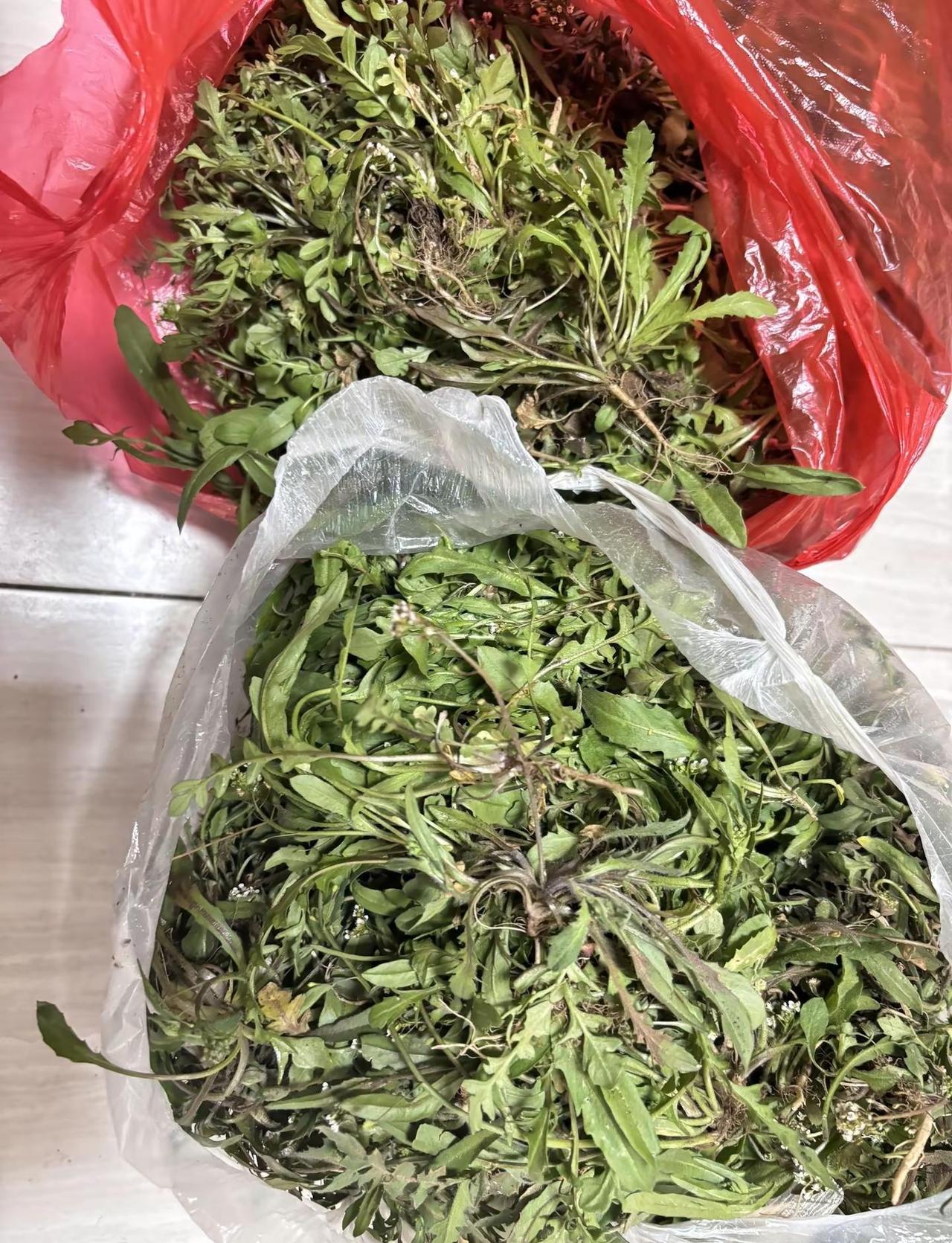 质疑宝钏，理解宝钏，成为宝钏，超越宝钏，爱上挖野菜野菜 野生荠菜 农村野菜 亲子