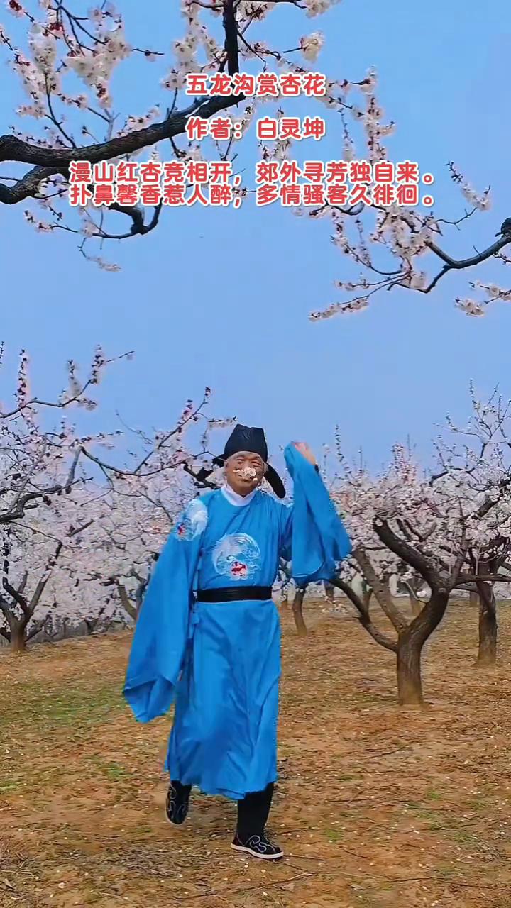 五龙沟赏杏花。
作者：白灵坤。
漫山红杏竞相开，郊外寻芳独自来。
扑鼻馨香惹人醉