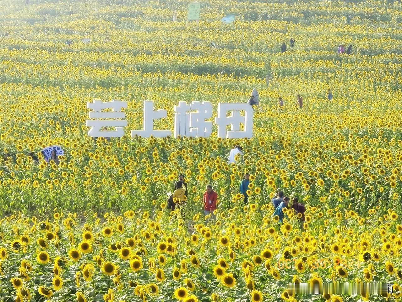 #一路山色，随手拍一张风景照#
温榆河畔，芸上梯田，向日葵花海在向人们召唤 ，每