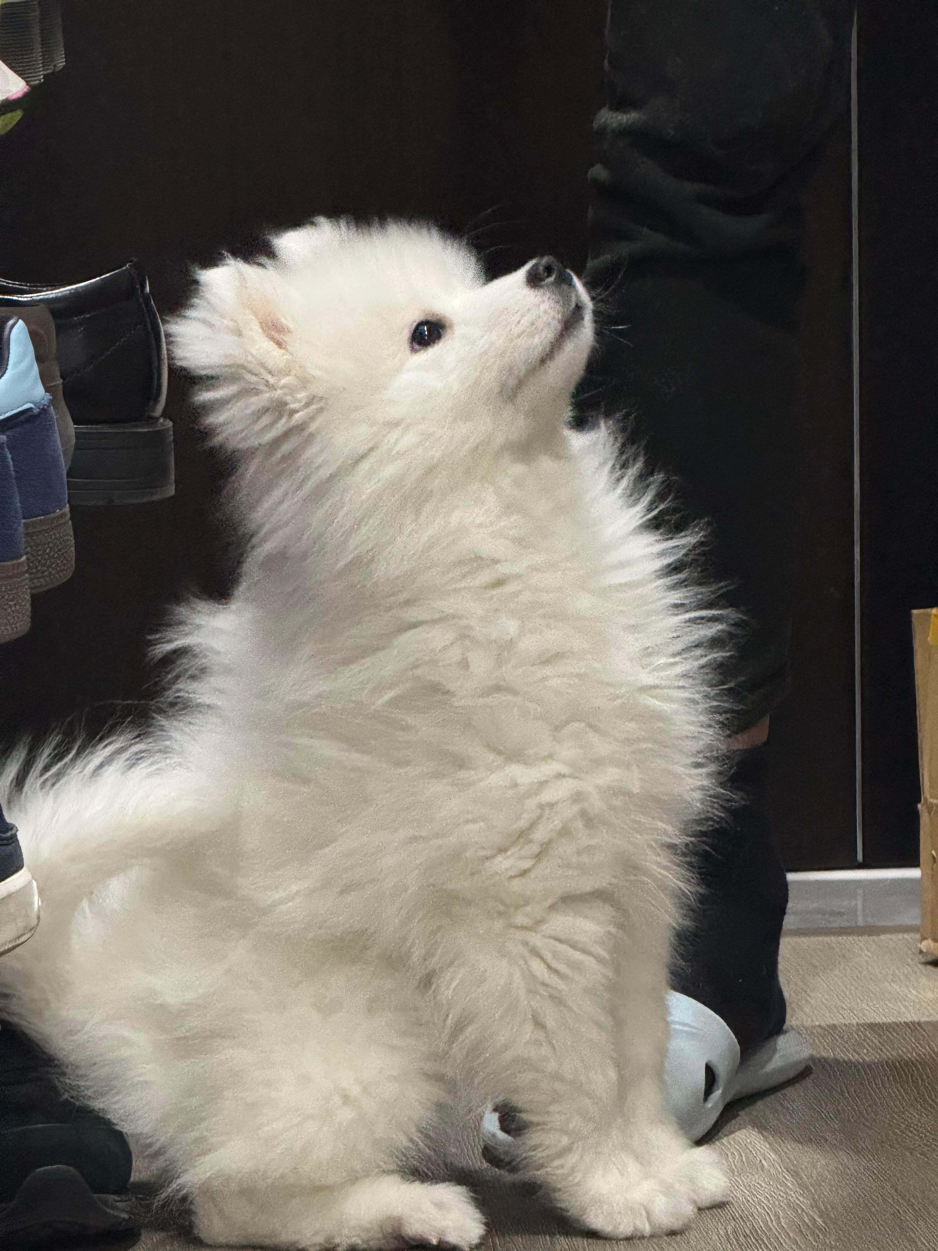 好狗狗🫳🏻            🐕每日一涵狗
