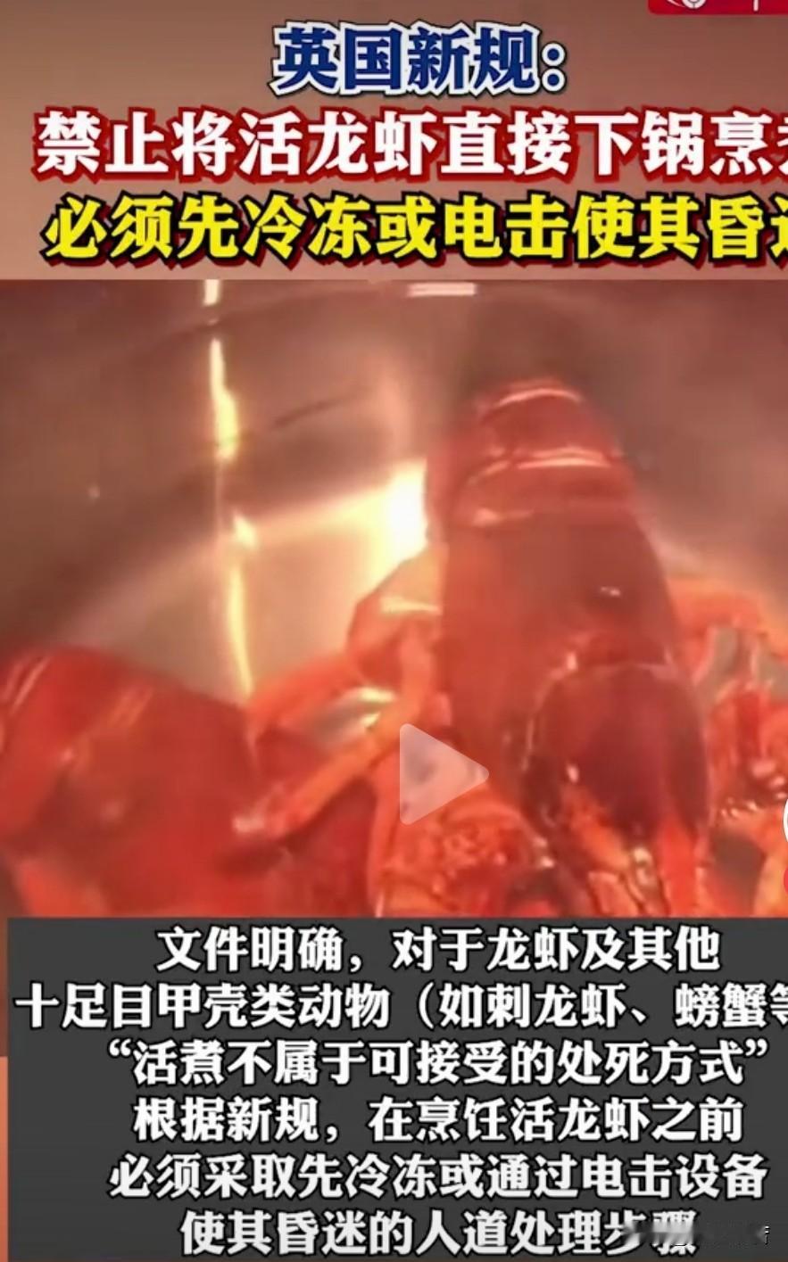 英国禁止将活龙虾直接投入沸水烹煮！

谁能知道，活龙虾在被煮的那一刻有多疼！人类