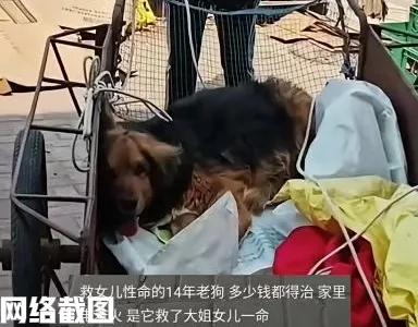 吉林有中年夫妻用三轮车带狗看病。

只当夫妻两人把生病的狗带到宠物医院后，经过医