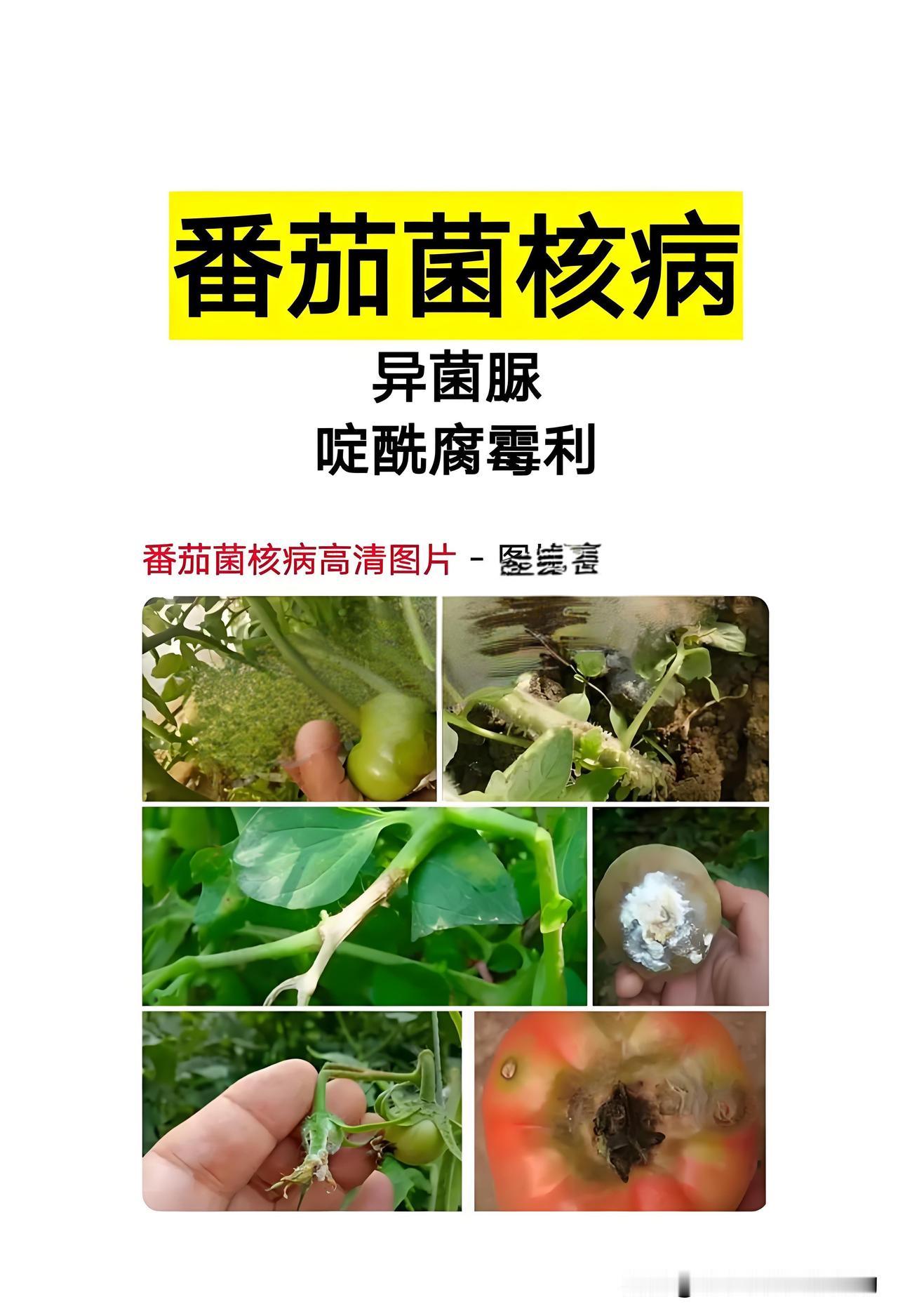  别等番茄染病再着急！全套防病治虫大全，收藏备用吧
 
自家种番茄，各种病虫害最