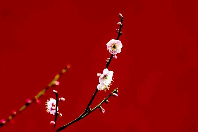 玉雪倾情
冬君暗掷雪花银
旭日无声漫洒金
纵是山川皆素裹
梅雪弄影无限情