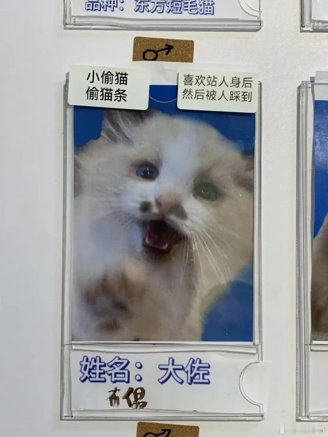 我迟早会被厦门这家猫咖笑死。。。。 