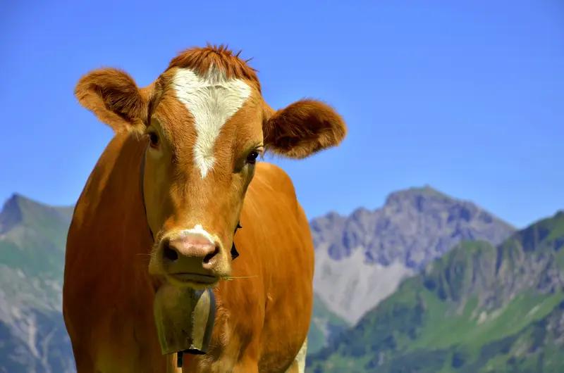 女子野餐时食物被牛吃光 不敢驱赶 2025年4月19日，湖北恩施的杨女士和同伴野