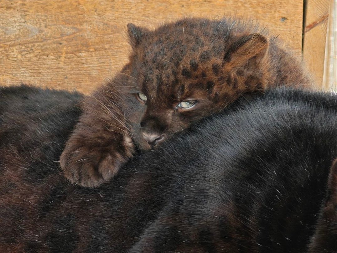 上次是烟熏火燎的狐狐这次是果木烟熏的豹崽崽|ωΦ) 