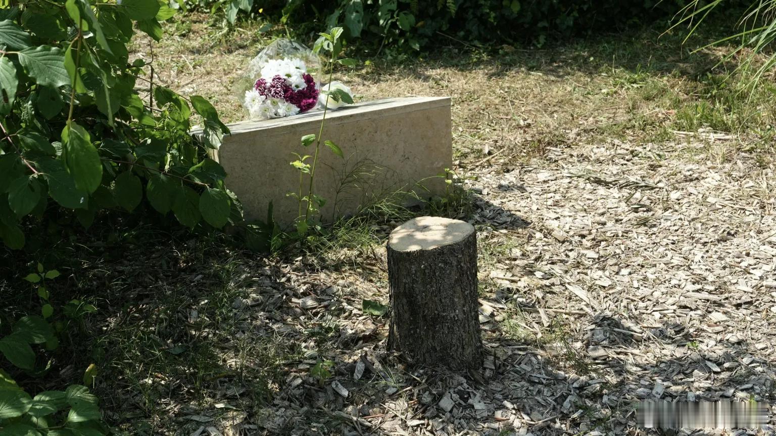 【纪念遇害犹太人的树被砍，马克龙谴责“仇恨行为”】[人权伪士，巴勒斯坦人的命是命