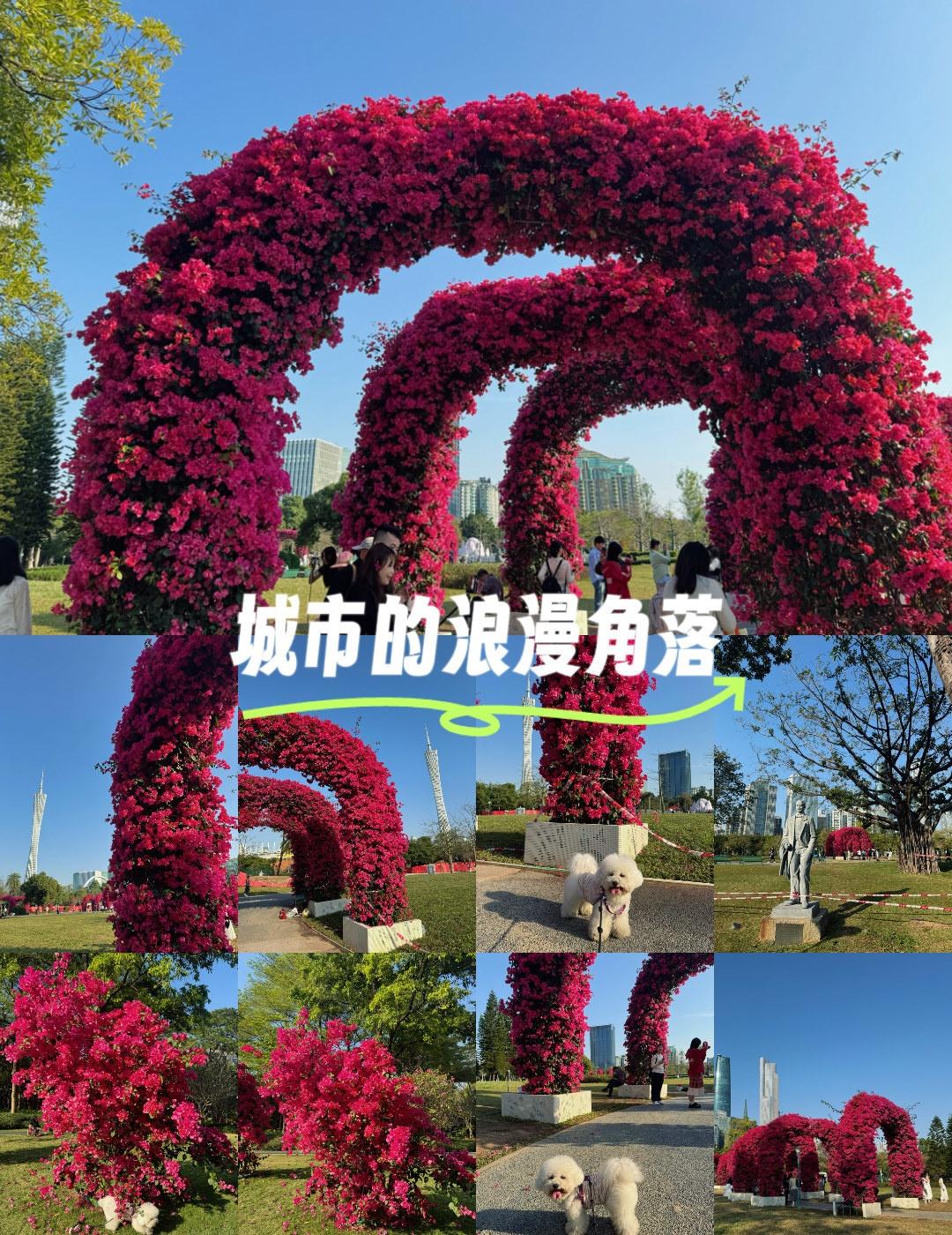 漫步花丛，心情美丽如画
📍广州 宏城公园
二沙岛的宏城公园有个很漂亮的三角梅圆