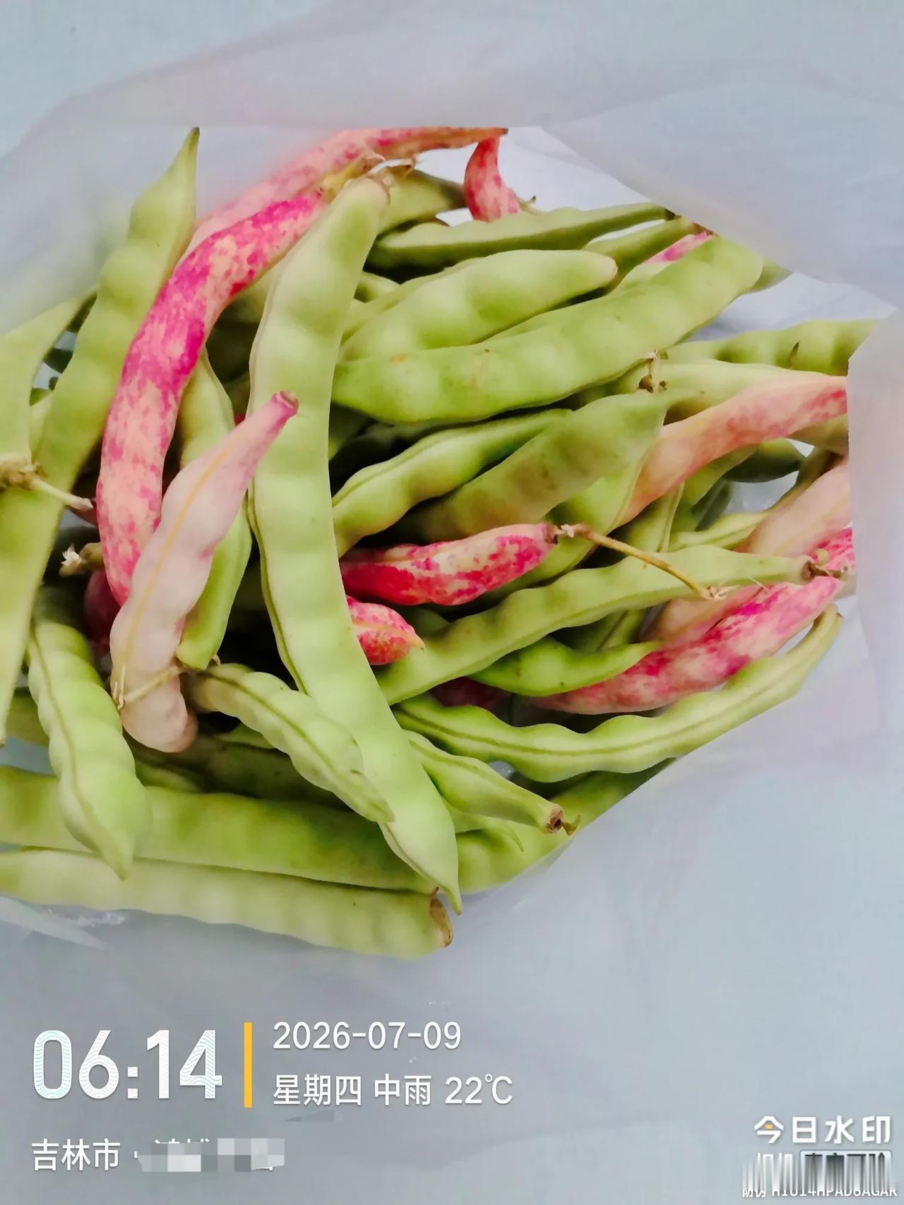 坐标吉林市， 2026年7月9日早晨06 15分，退休老哥俩又幸运地躲过了早晨早
