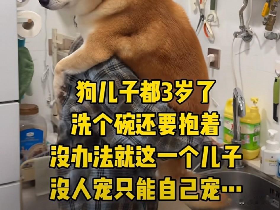 看看这条狗多幸福啊！
女主人，视它如宝，整天儿子长儿子短的叫着，照顾着，不缺吃不