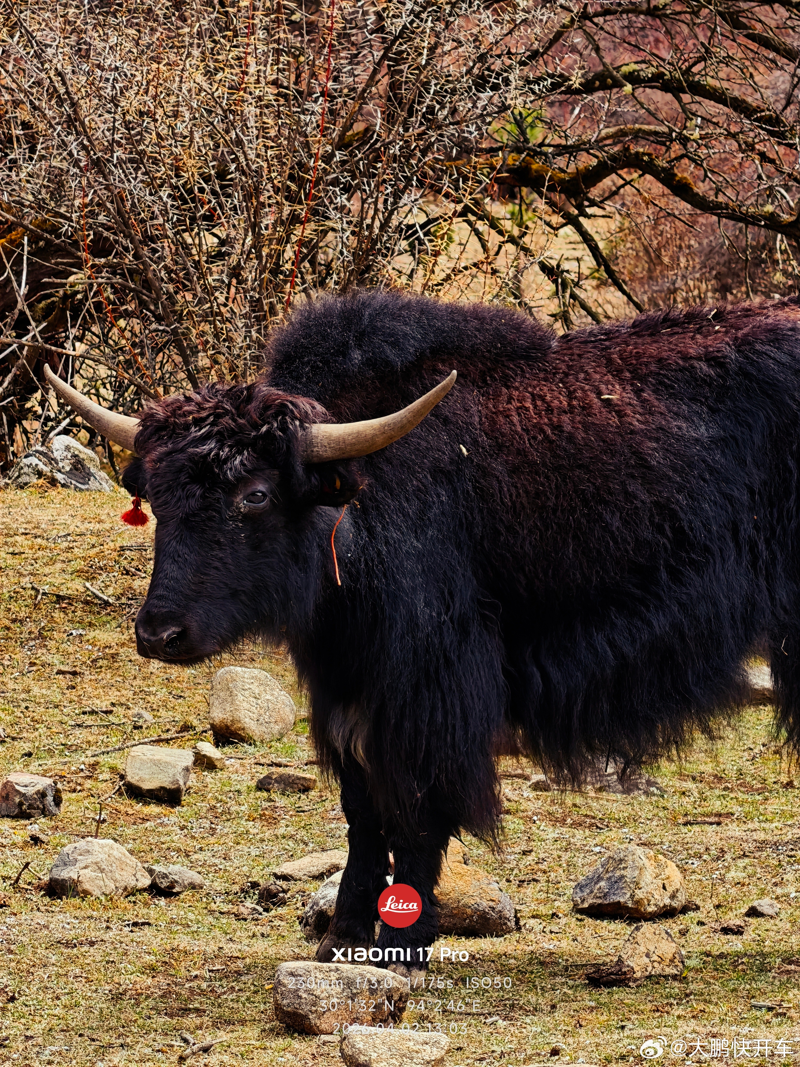 林芝雅鲁藏布江 轻微高反 林芝