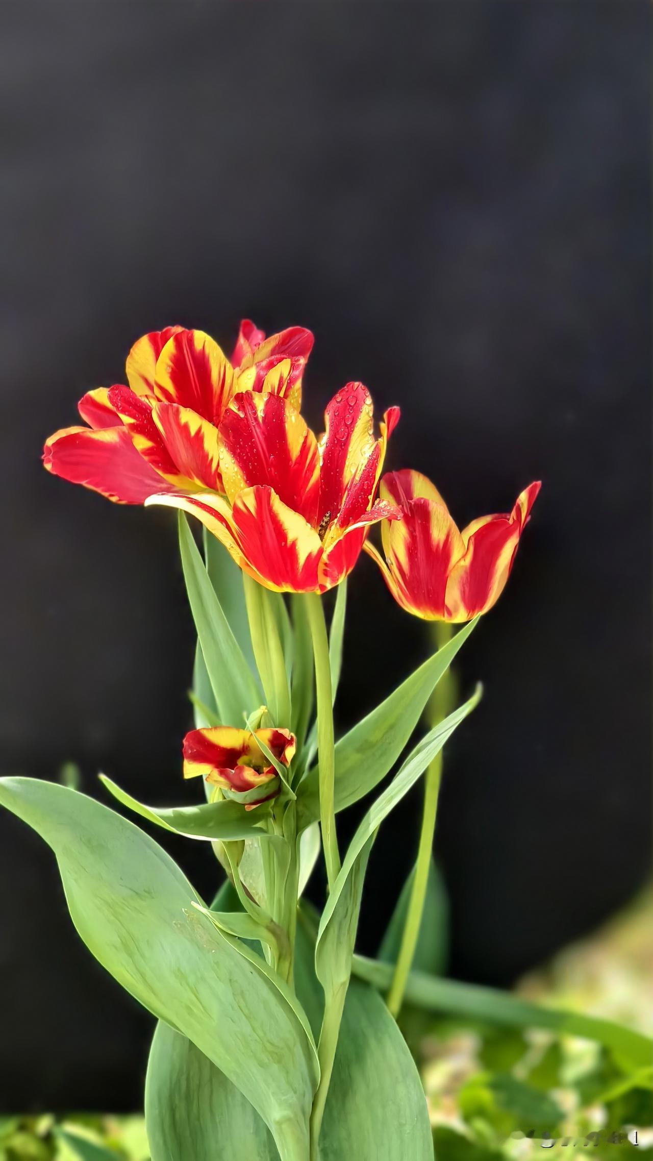 国植太大了，不能一次都看完，分季节看。这个季节正是郁金香正艳，牡丹花初放。大部分