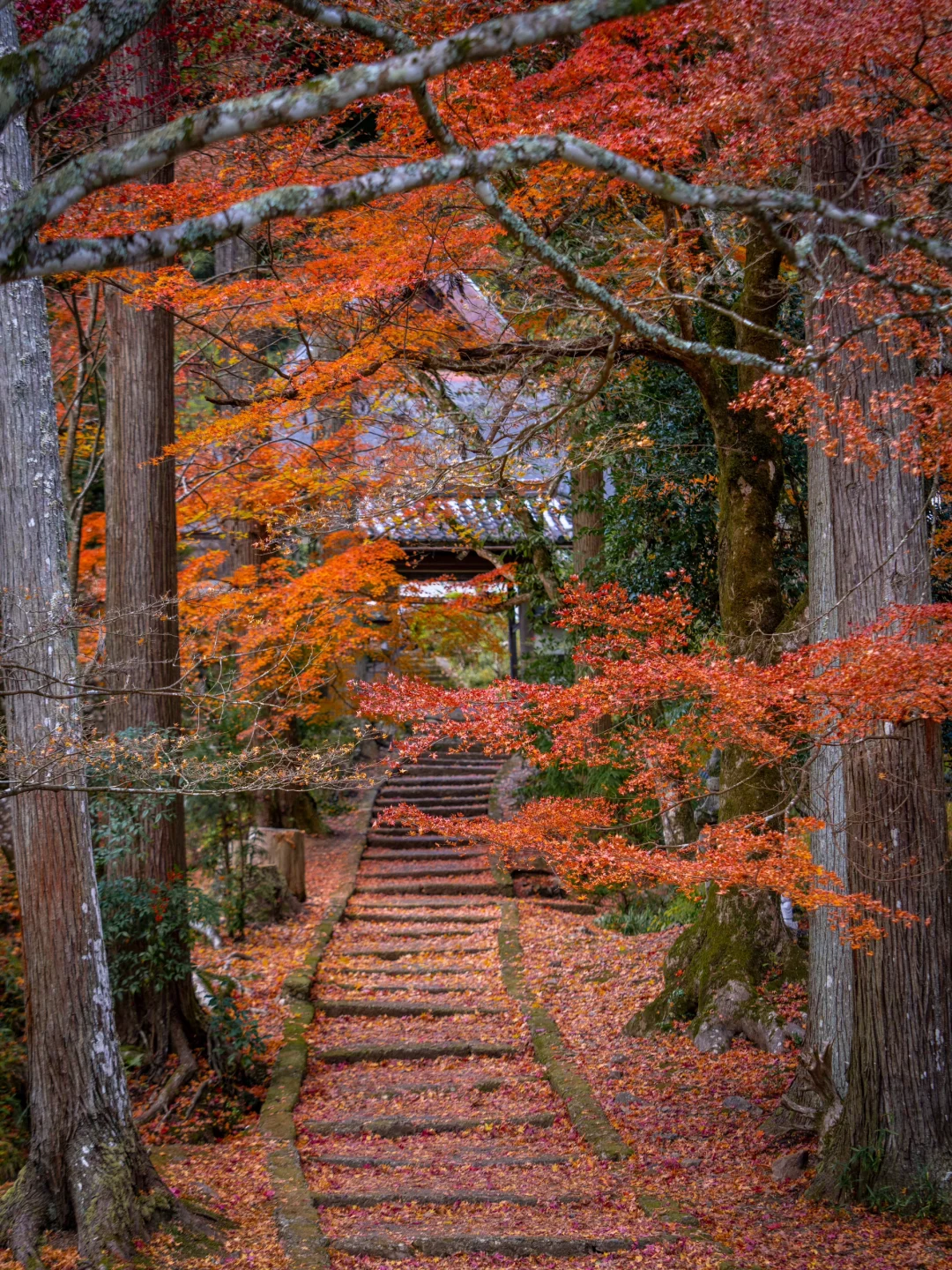 京都｜原来动漫里的风景是真实存在的！