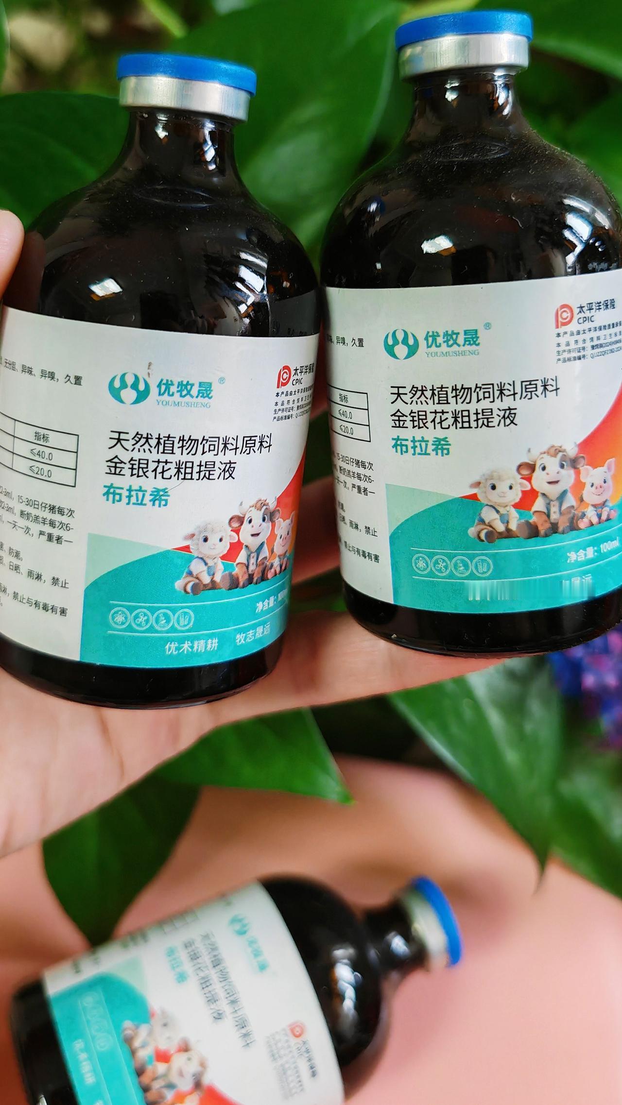 养羊人 农村养羊 牛羊养殖