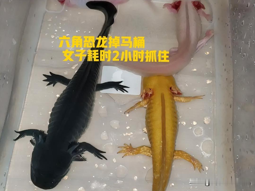 😱六角恐龙换水大危机！女子给宠物换水时手滑，六角恐龙“扑通”掉进马桶，瞬间被水