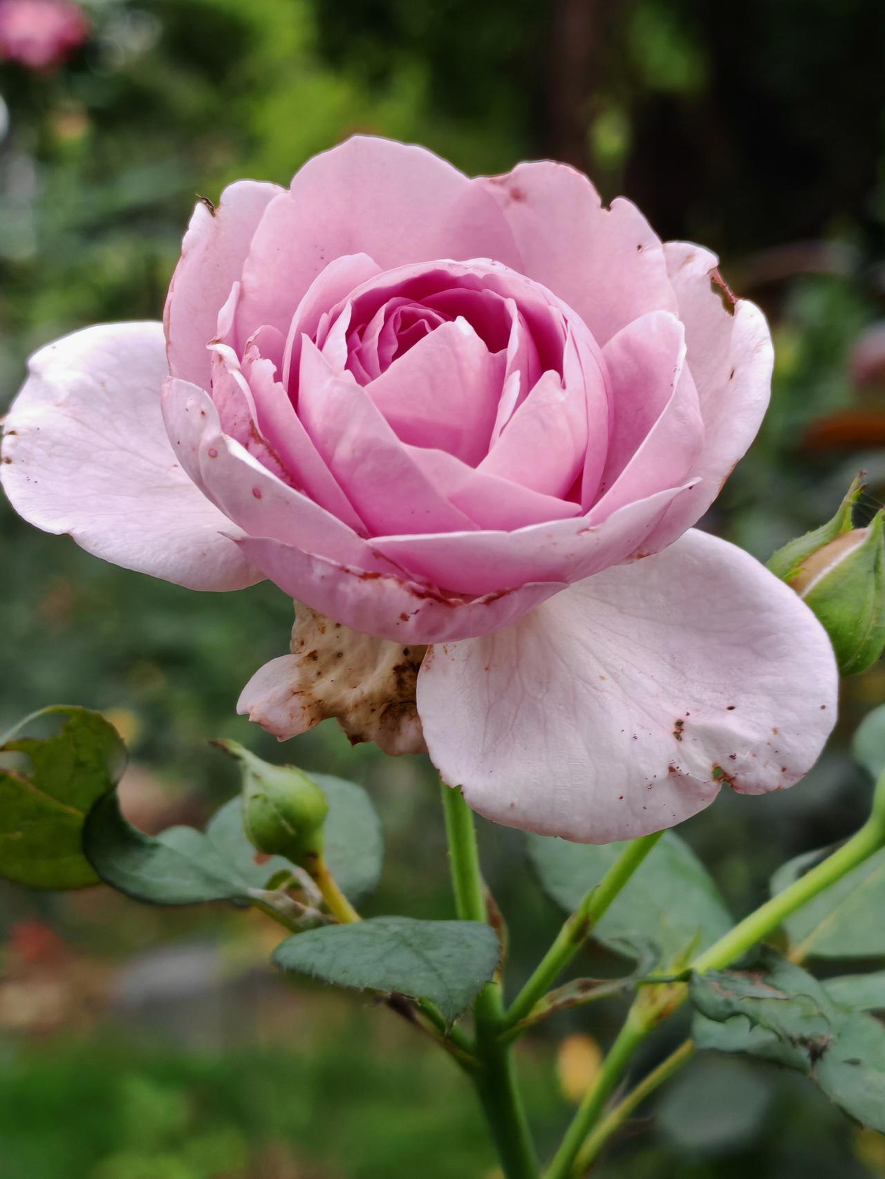 带刺的玫瑰，
不缺温柔也不缺锋芒。