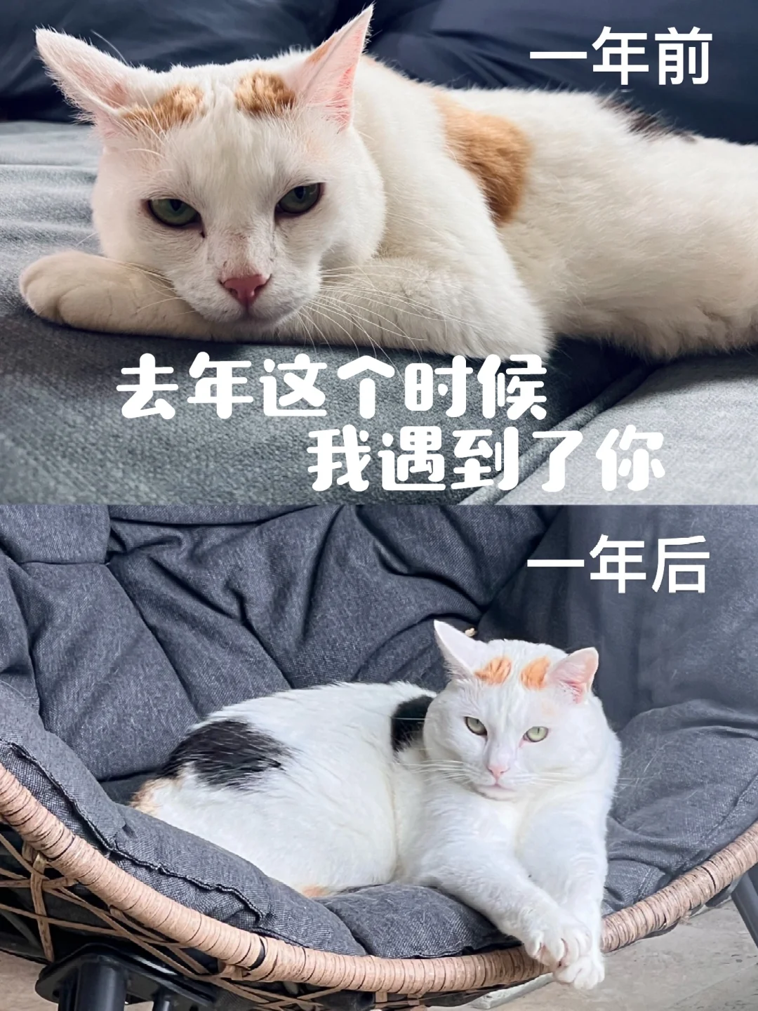 还好 在她四岁的这一年 我们相遇了🐈