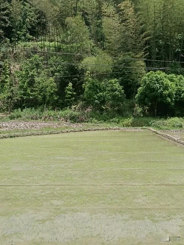 真心话茶局
