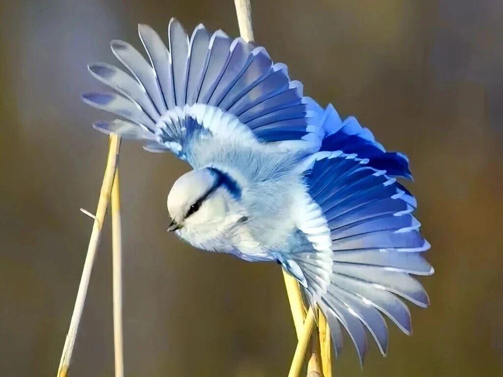 每天认识一种奇妙动物——灰蓝山雀

灰蓝山雀属雀形目山雀科，形态颇具辨识度，种群