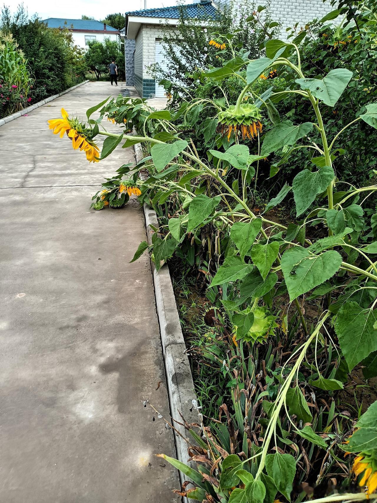 大水不该去冲龙王庙吗？怎么全都来冲垮庄稼地了？

雨多得扶不及，根本扶不及，昨天