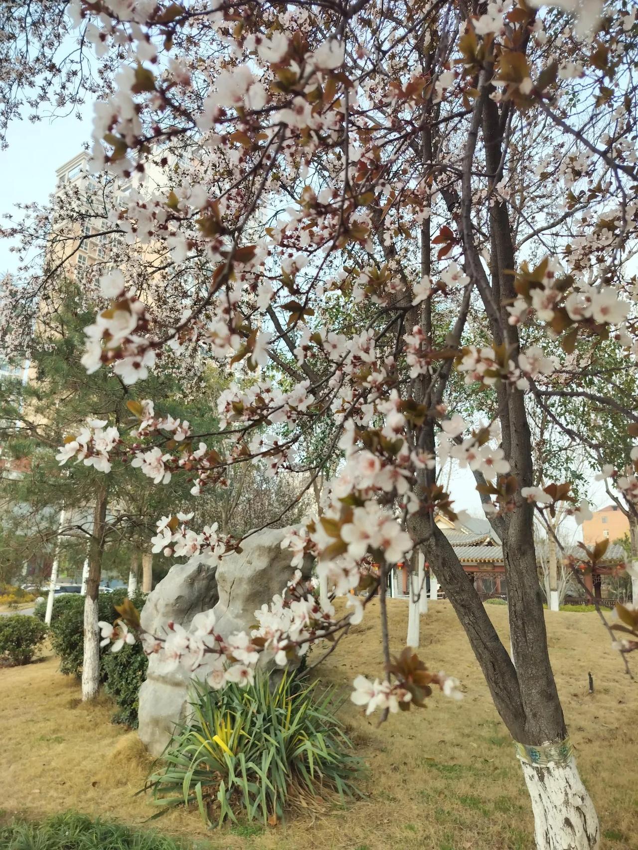 分享一张花开的照片