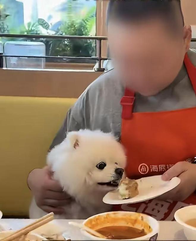 深圳，小狗舔食餐盘中的蛋糕，这一幕彻底引爆了餐饮卫生的舆论炸弹！有顾客将宠物狗放