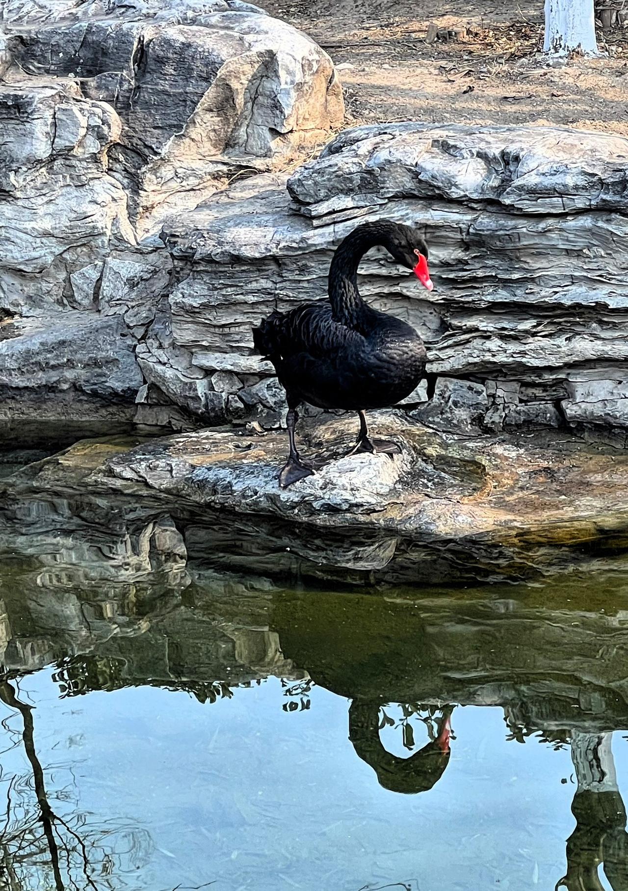 【原创】北京三里河公园里栖息的黑天鹅