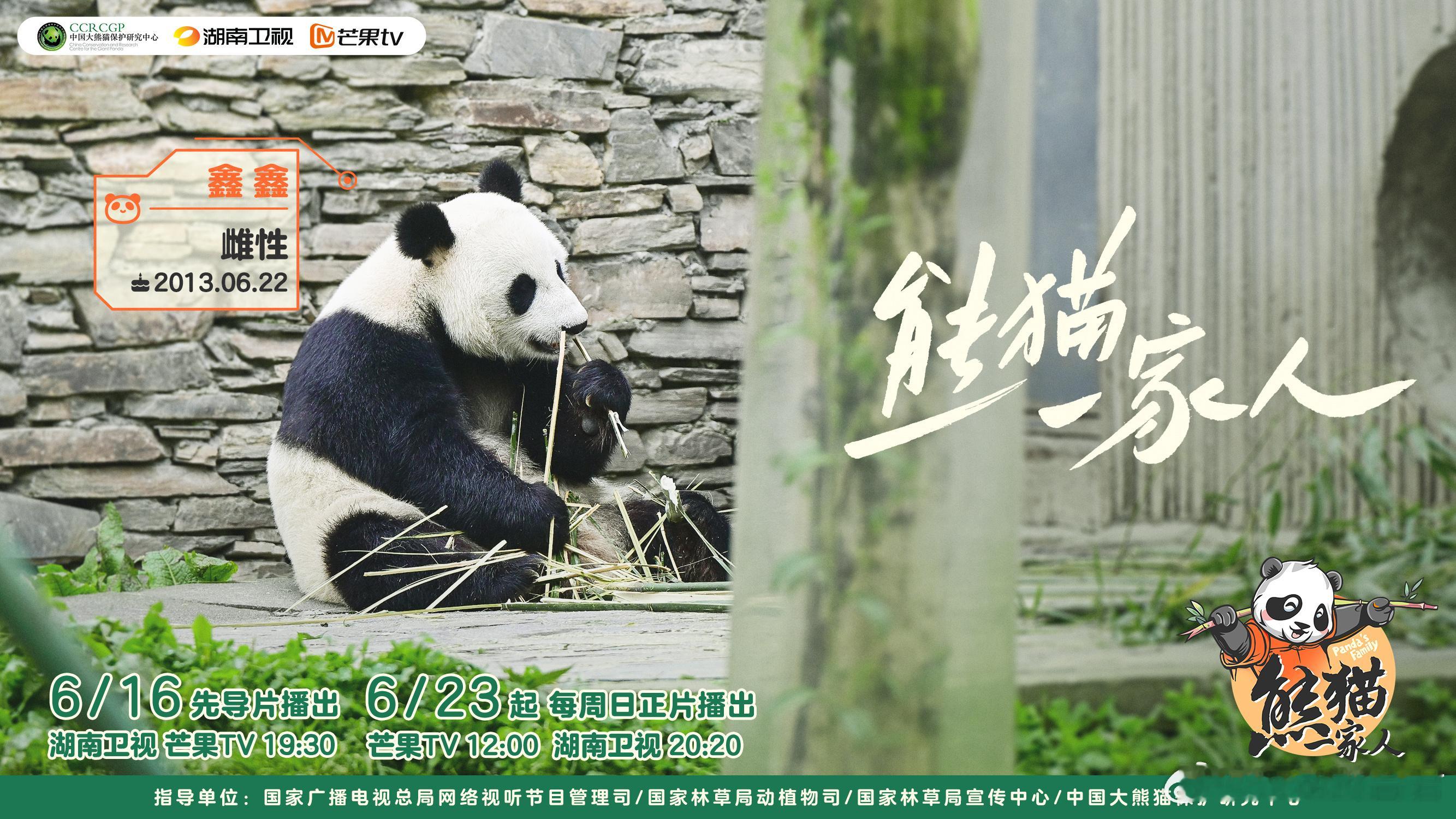 #熊猫一家人熊猫官宣#熊猫一家人作为一档科普纪实的节目，真的很适合走入大众，它的