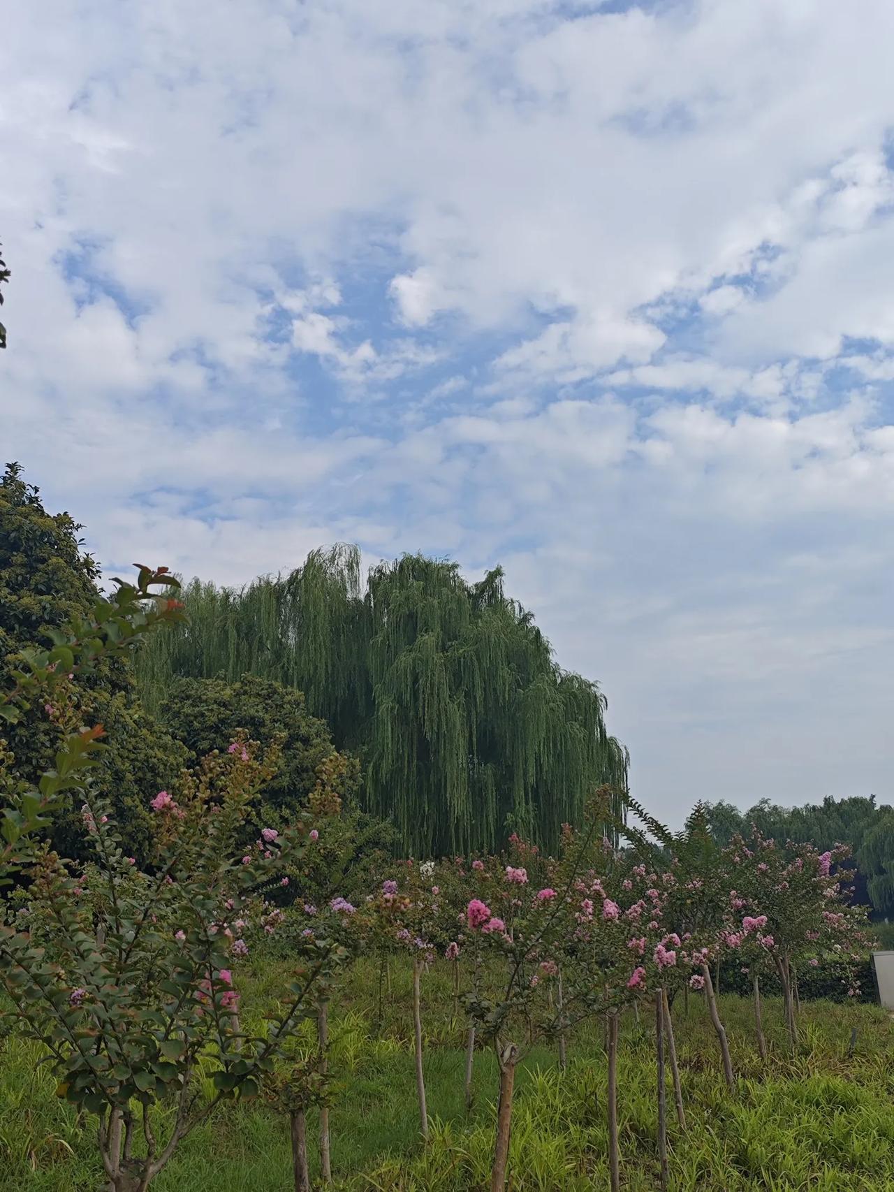 我是一名龙女，今日在头条上看到不少文章称：属龙之人在8月10日至8月15日会有大