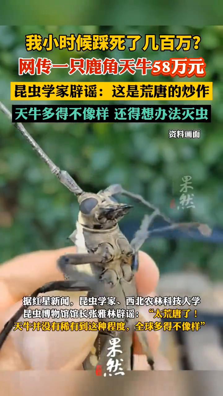 我小时候踩死了几百万？网传一只鹿角天牛58万元。昆虫学家辟谣：这是荒唐的炒作。