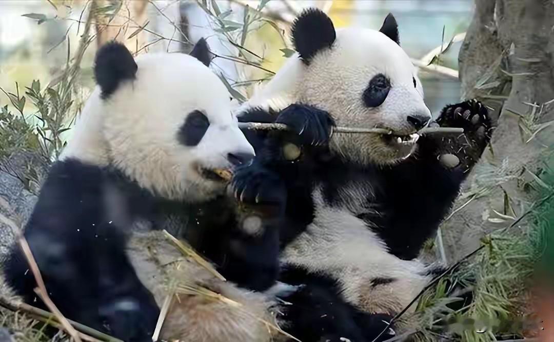 最后两只旅日大熊猫回国，一则狂妄言论瞬间损失起300亿。

日本国内最后两只大熊