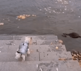 狗屎都吓出来了，你们仔细看