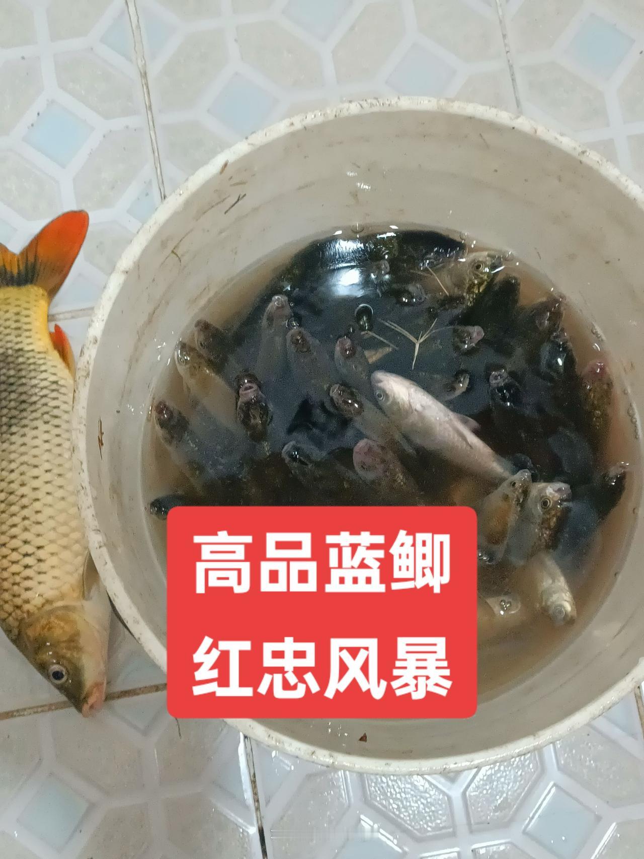 饵料鱼竿线组抓紧在橱窗里面下单