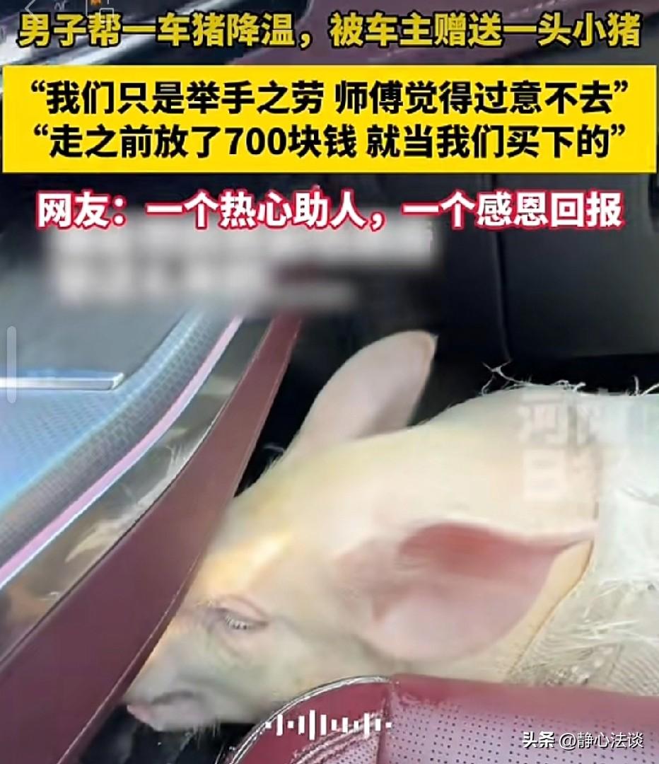 河南信阳，男子路上遇到运猪货车，司机提着桶去河边拿水给猪降温，男子热心借来工具，