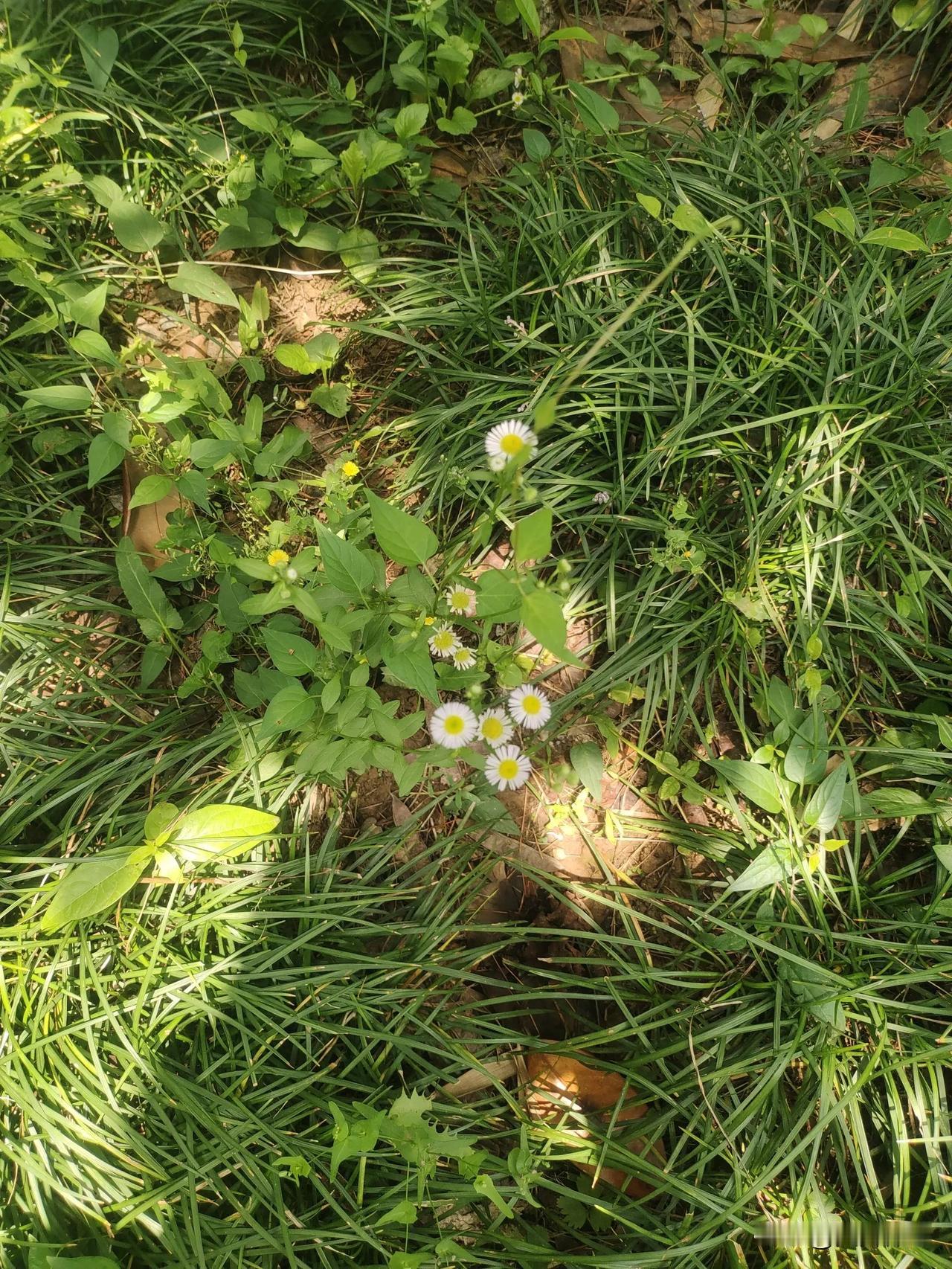 这个季节的花少了，拍拍小杂草也很可爱哟！有认识这个植物的吗？小白花朵。