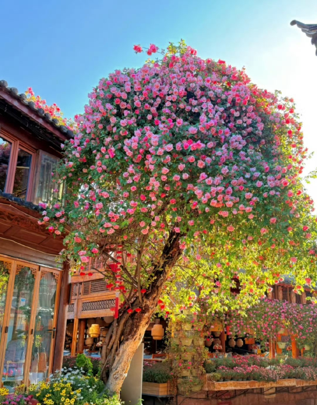 一直被这树的花惊艳着，真的太美了 