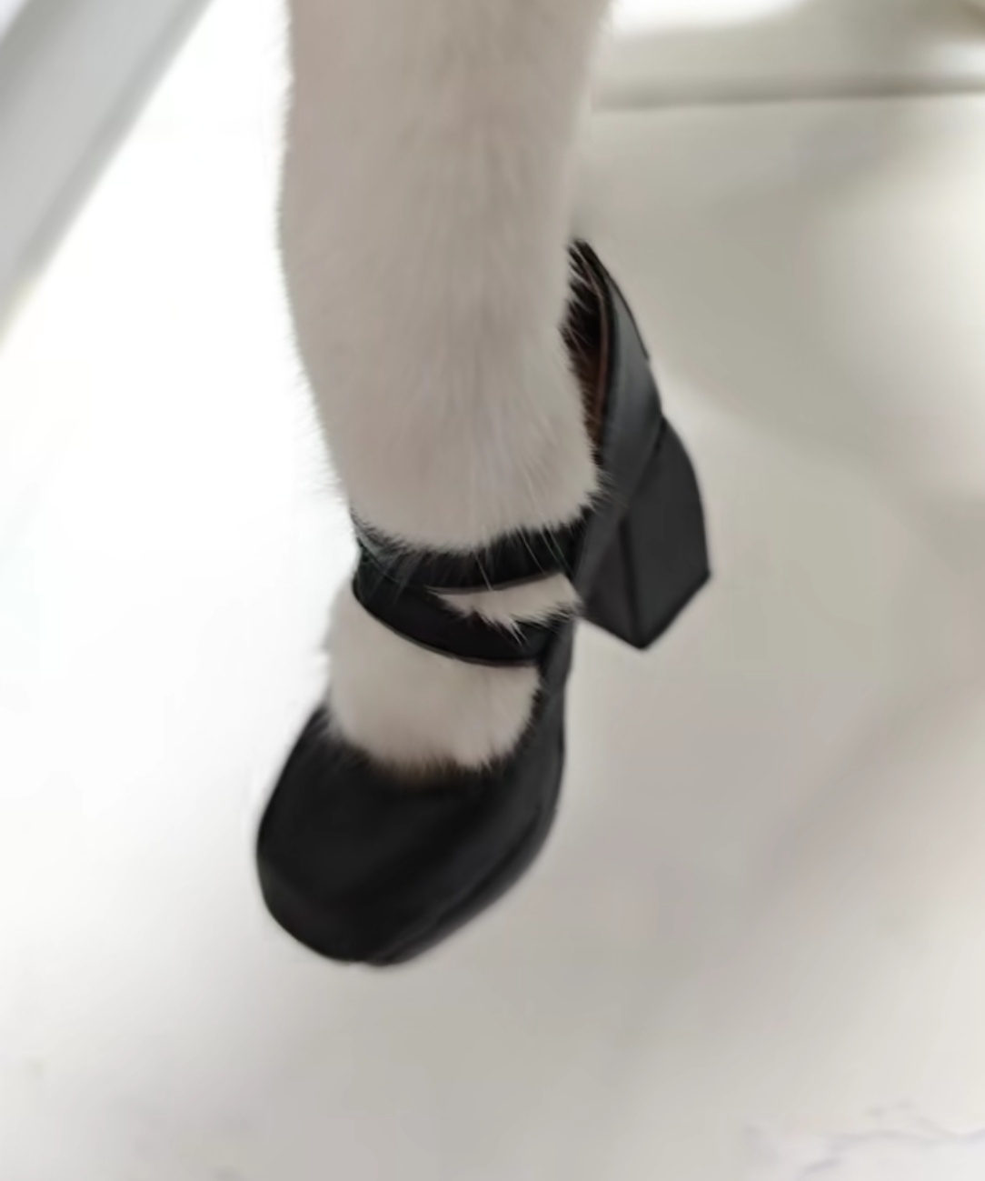 小猫也可以当鞋模咪的天 第一眼以为孩子今天穿了毛袜仔细一看发现小猫和鞋子还挺配[