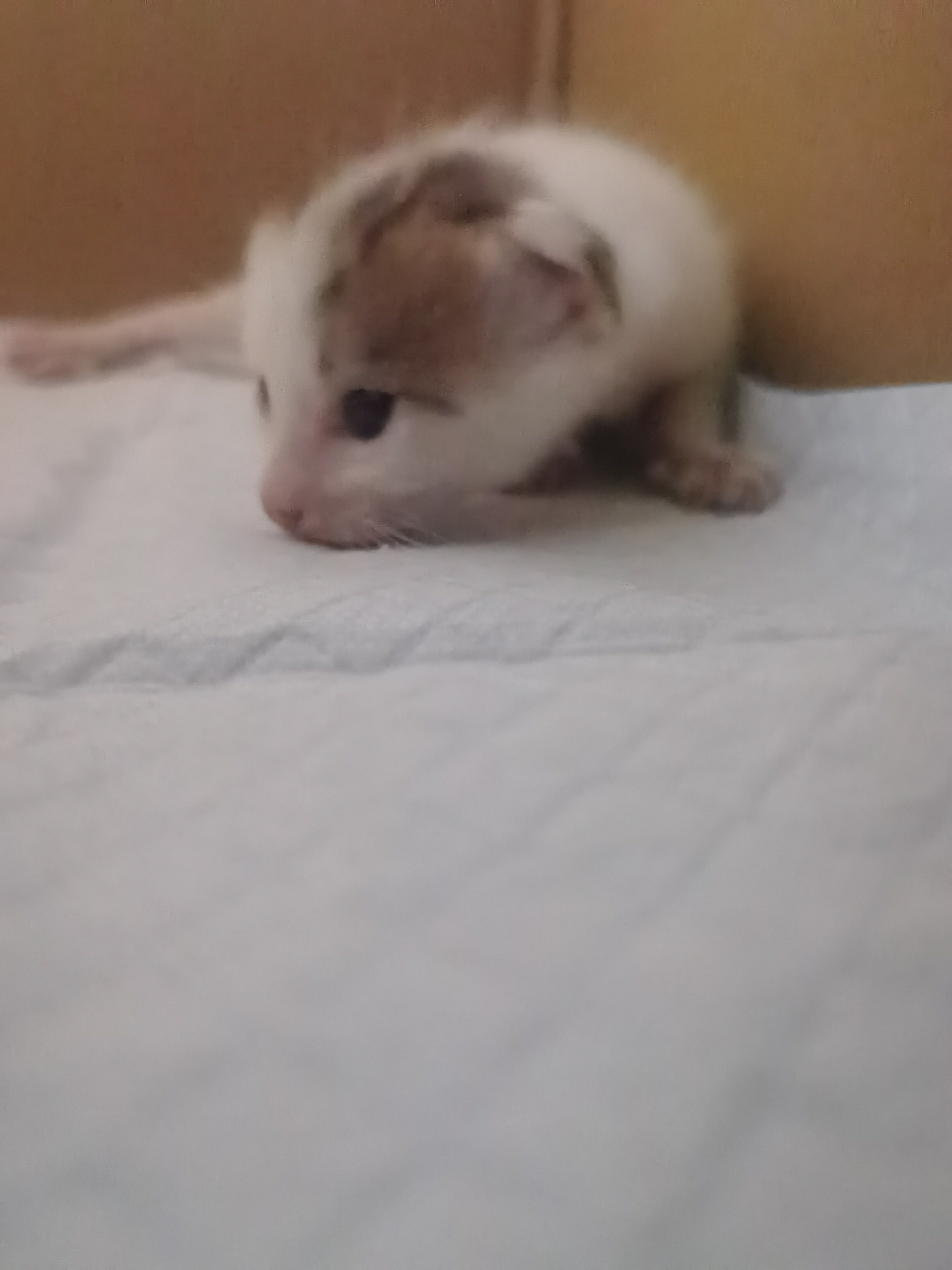 🐱 第18日差点忘记发了今天的小猫咪长这样～（还是匆匆忙忙拍的，生怕猫妈提前吃