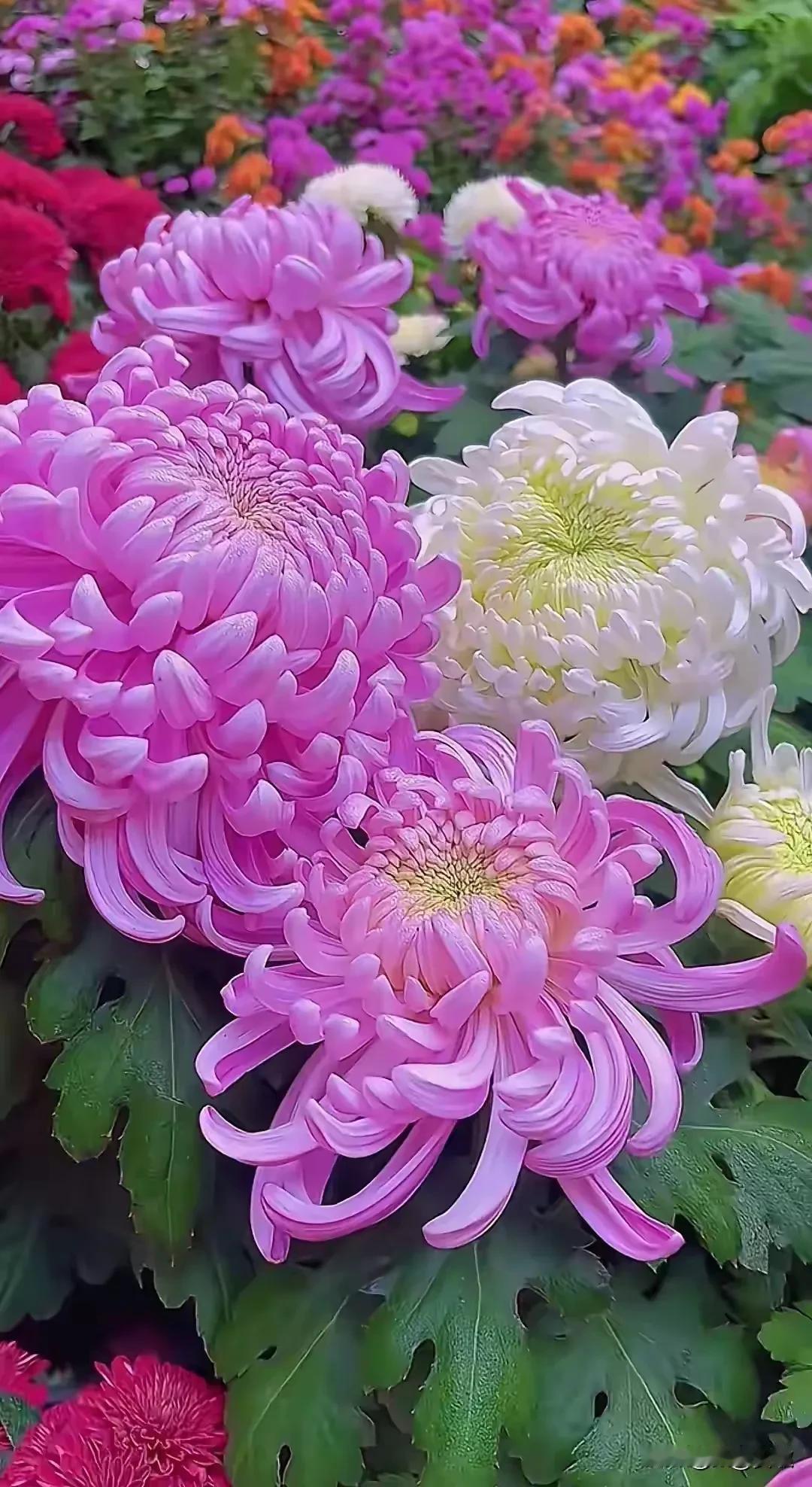 上联:露从夏至叶轻飘
下联:霜因白露菊盛开
横批:一叶知秋