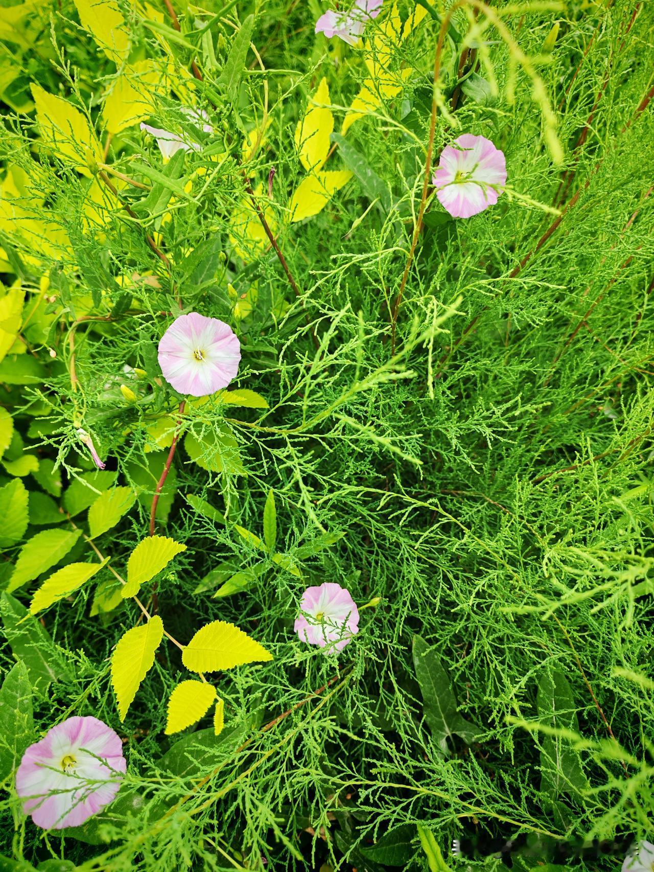 夏日生活打卡季
