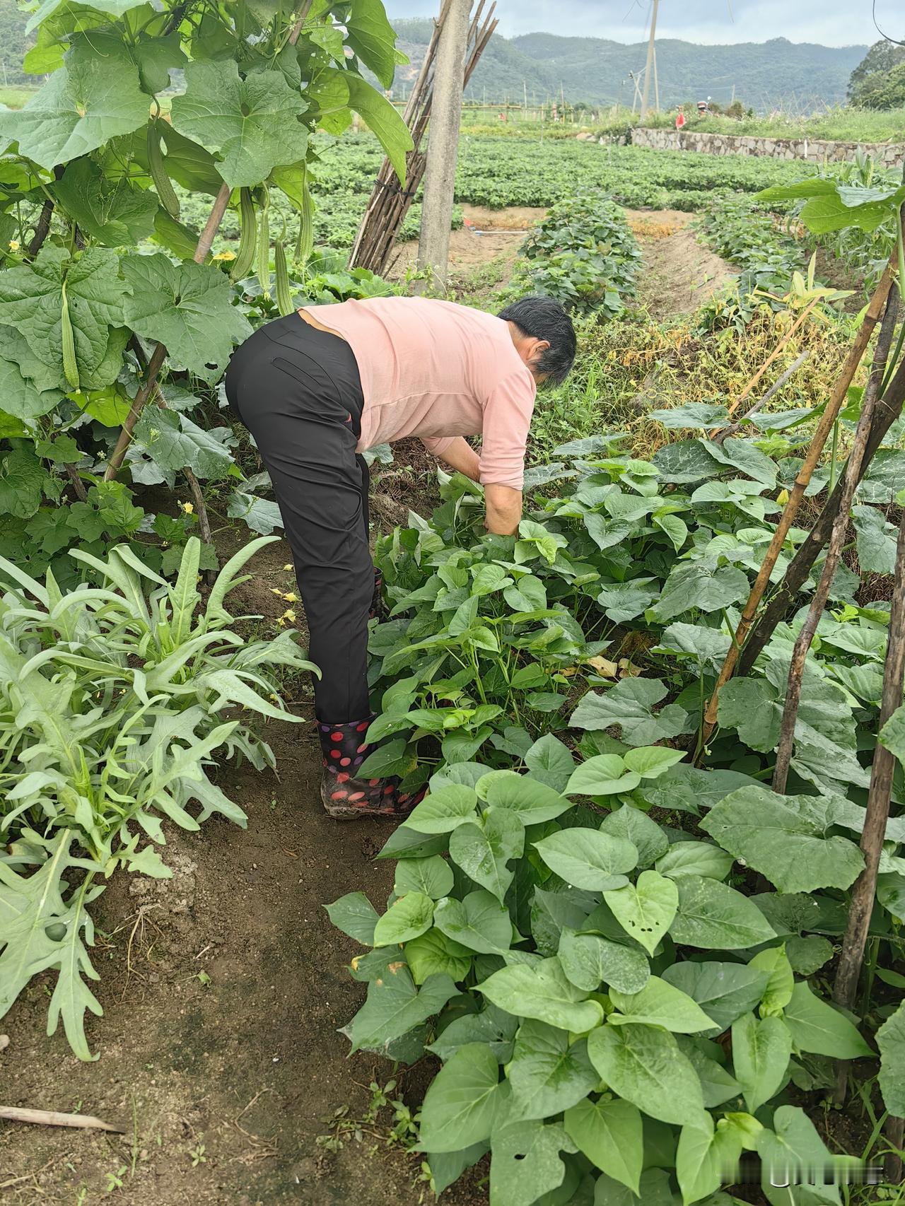 今天起了个早，先用番薯熬粥，然后去洗衣服，最后才洗漱。吃过早餐后，我向村外走去，