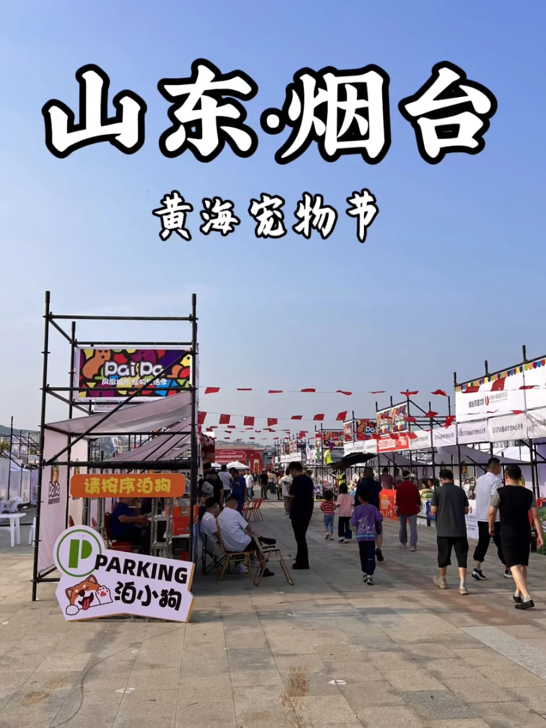烟台今年海边的宠物节格外有意思！