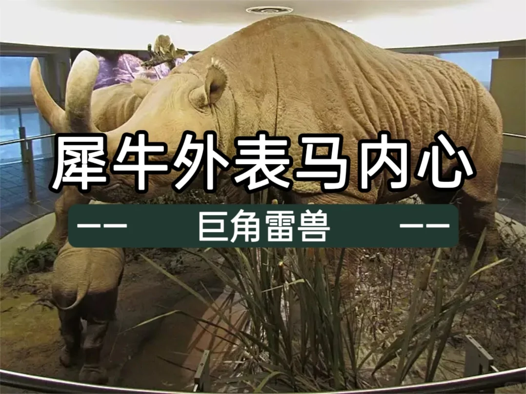 犀牛外表马内心