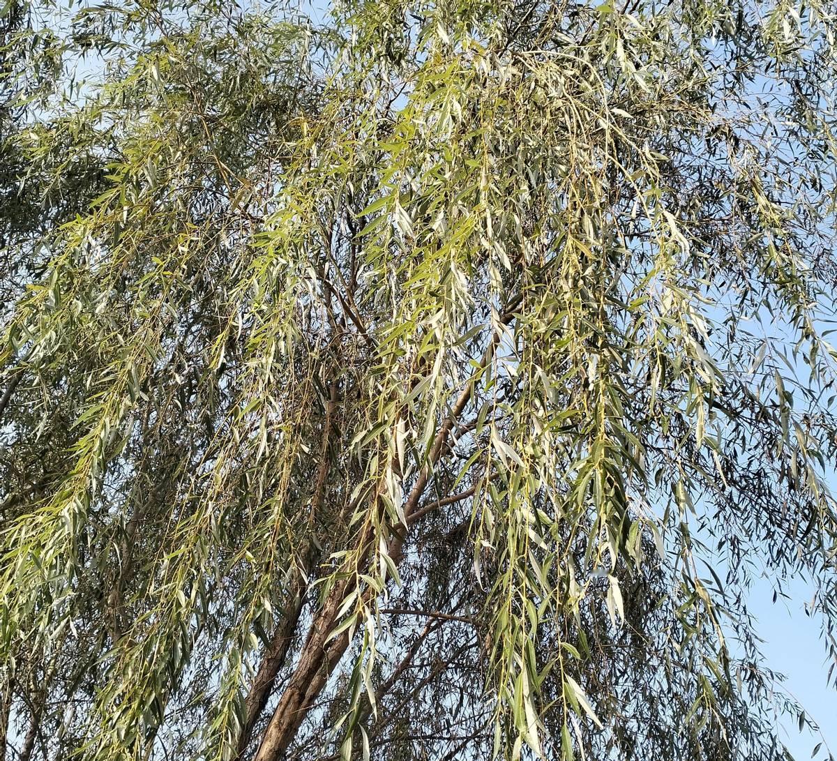 现在有一种声音说，如果不用考虑传宗接代和社会压力，男人可能根本不会结婚。毕竟，花