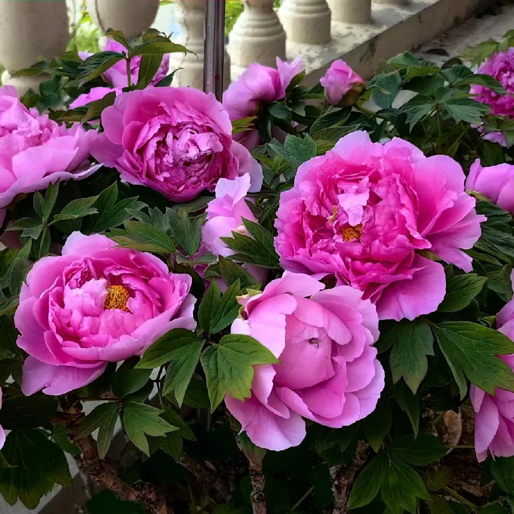 俺们家“LD”说得对，人老了就像是一部老旧的汽车，按时就得敲打敲打，修理修理。