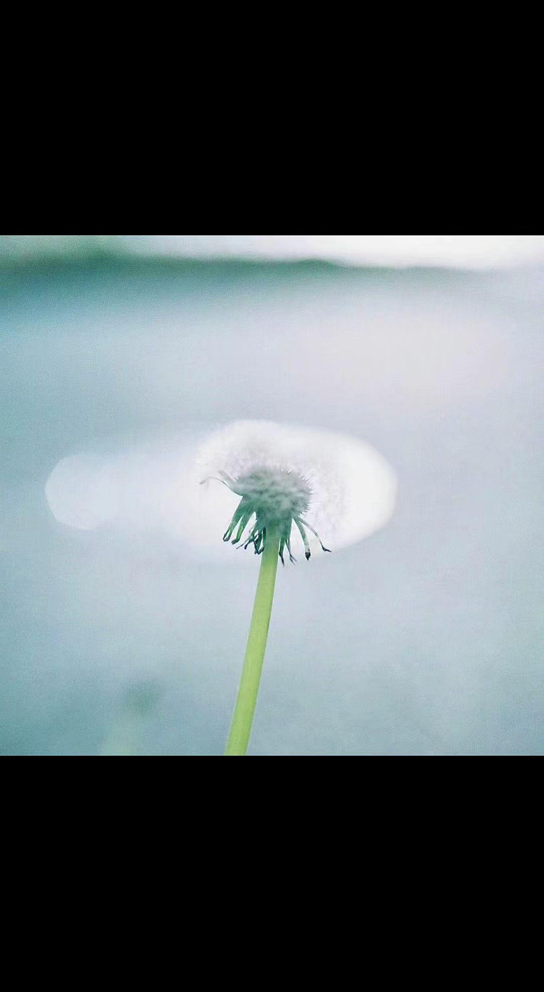 🌬️ 风一吻就散的约定☁️ 是蒲公英给天空的情书💌 留白处都是自由的形状