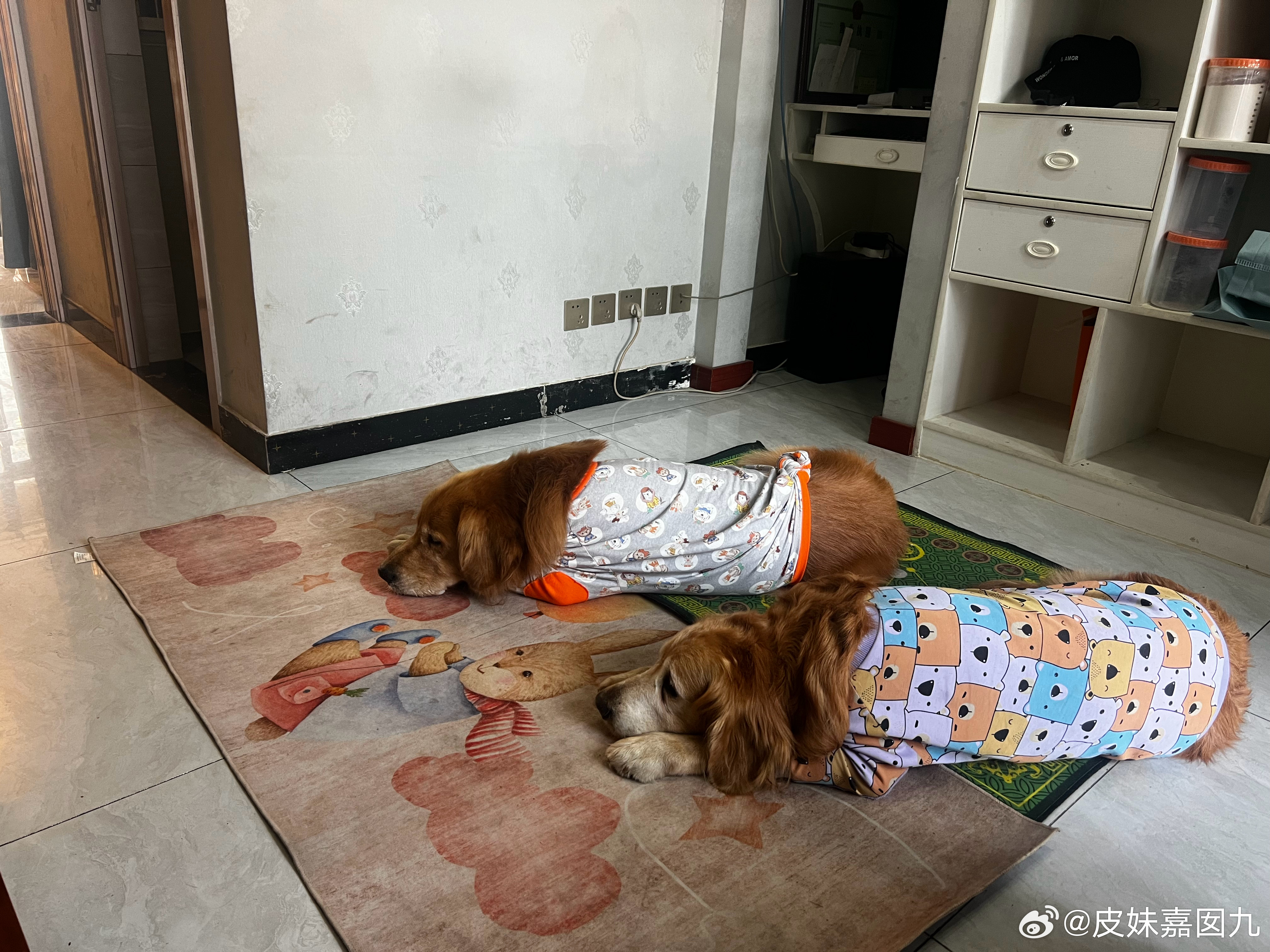 哥哥每次灸灸是最配合的，躺下就乖乖的灸灸，弟弟要搞半天才会躺平，还是哥哥会享受呀