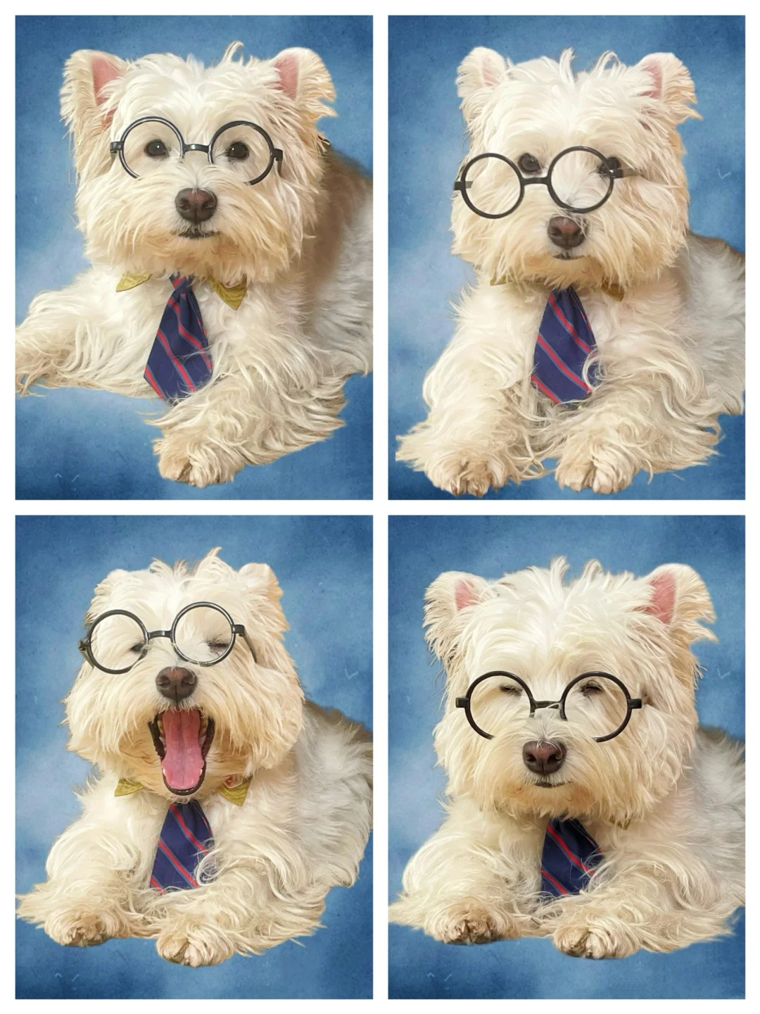 本小狗也有美高证件照了！